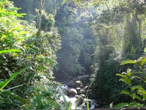Bosque Húmedo