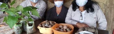 En el marco del Proyecto Andes Sur II Proyecto recupera papas nativas en los Pueblos del Sur