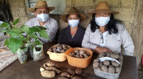 En el marco del Proyecto Andes Sur II Proyecto recupera papas nativas en los Pueblos del Sur